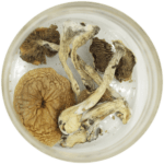 African Cubensis (Panaeolus africanus) | Strongest Cubensis Strain Canada