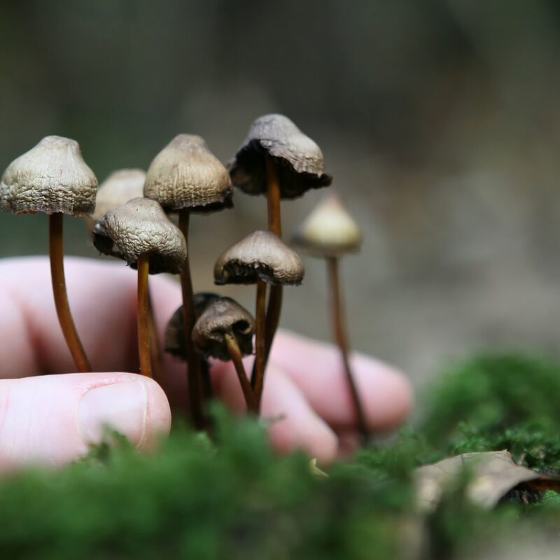Guide to Magic Mushrooms | Strongest Cubensis Strain Canada