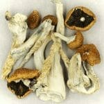 Creeper | Strongest Cubensis Strain Canada