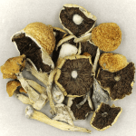 Penis Envy Cubensis | Strongest Cubensis Strain Canada
