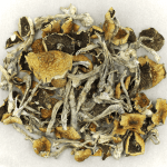 Daddy Long Legs | Strongest Cubensis Strain Canada