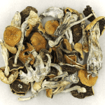Full Moon Party | Strongest Cubensis Strain Canada