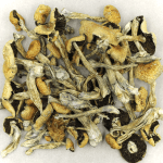 Puerto Rican | Strongest Cubensis Strain Canada