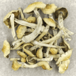 Blue Magnolia Rust | Strongest Cubensis Strain Canada