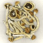Texas Yellow Cap | Strongest Cubensis Strain Canada