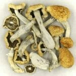 Vietnamese | Strongest Cubensis Strain Canada
