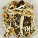 Cuban | Strongest Cubensis Strain Canada