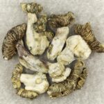 White Burma | Strongest Cubensis Strain Canada