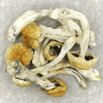 Chitwan Nepal | Strongest Cubensis Strain Canada