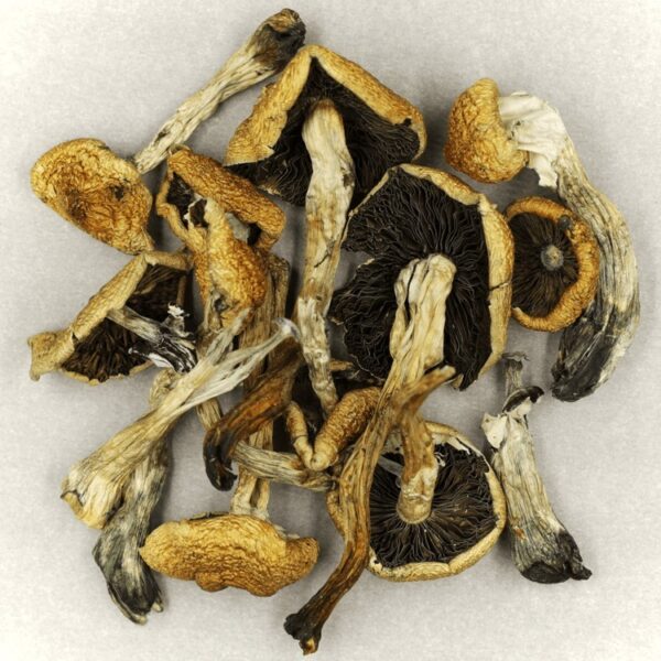 Malabar | Strongest Cubensis Strain Canada