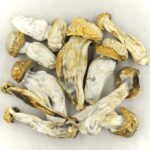 Melmac | Strongest Cubensis Strain Canada