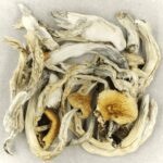 Treasure Coast | Strongest Cubensis Strain Canada