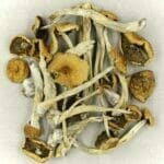 Mexicana | Strongest Cubensis Strain Canada