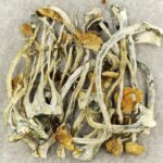 Amazonian Cubensis | Strongest Cubensis Strain Canada