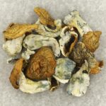 King Kong | Strongest Cubensis Strain Canada