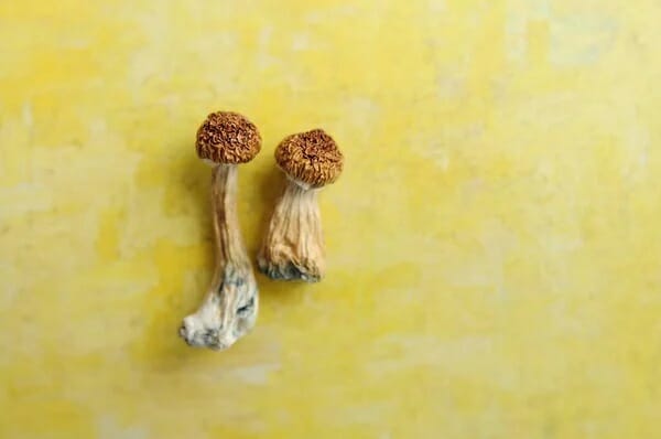 9 Essential Facts to Know Before Experimenting with Lemon Tek