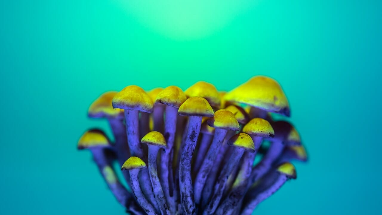 Exploring Psychedelic Chemistry: The Untapped Potential of LSD Edibles