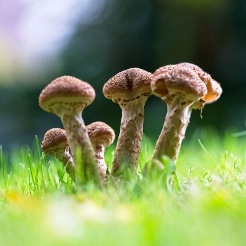 Mushroom Dispensary | Strongest Cubensis Strain Canada