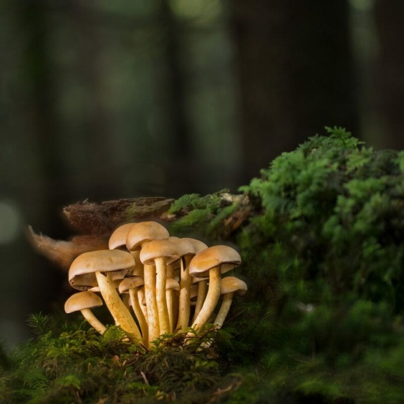 Strongest Mushroom Strains | Strongest Cubensis Strain Canada