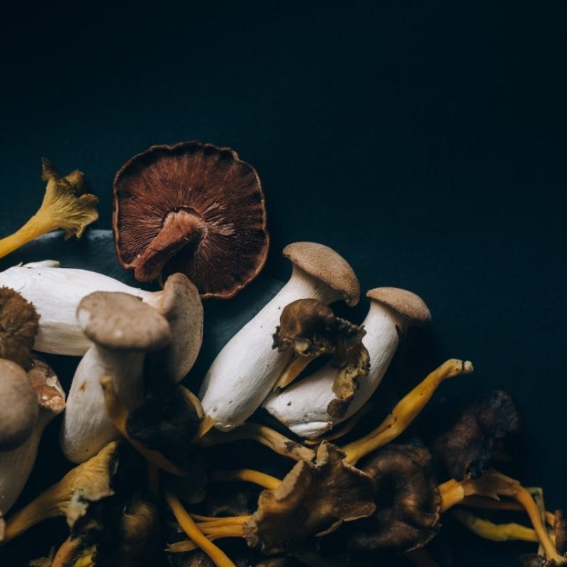 Dried Shrooms | Strongest Cubensis Strain Canada