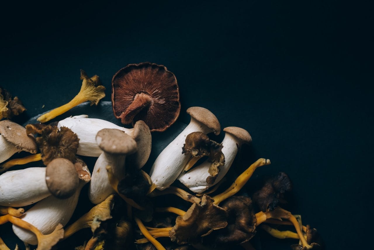 Studies Indicate that Psychedelic Dried Mushrooms Trigger a Sensation Resembling a ‘Conscious Dream’