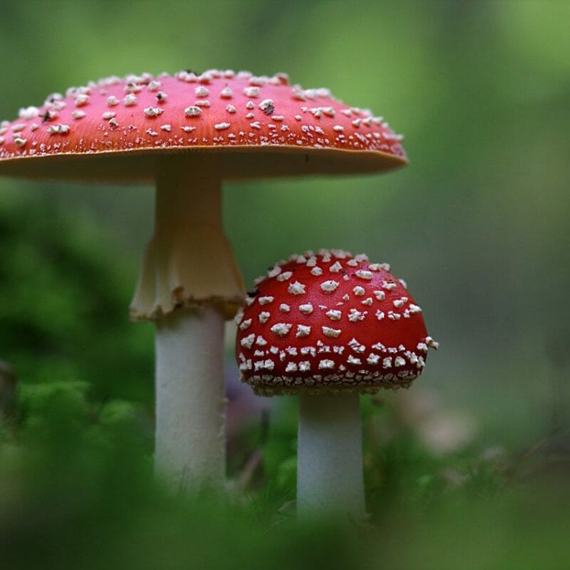 Magic Mushrooms Canada | Strongest Cubensis Strain Canada