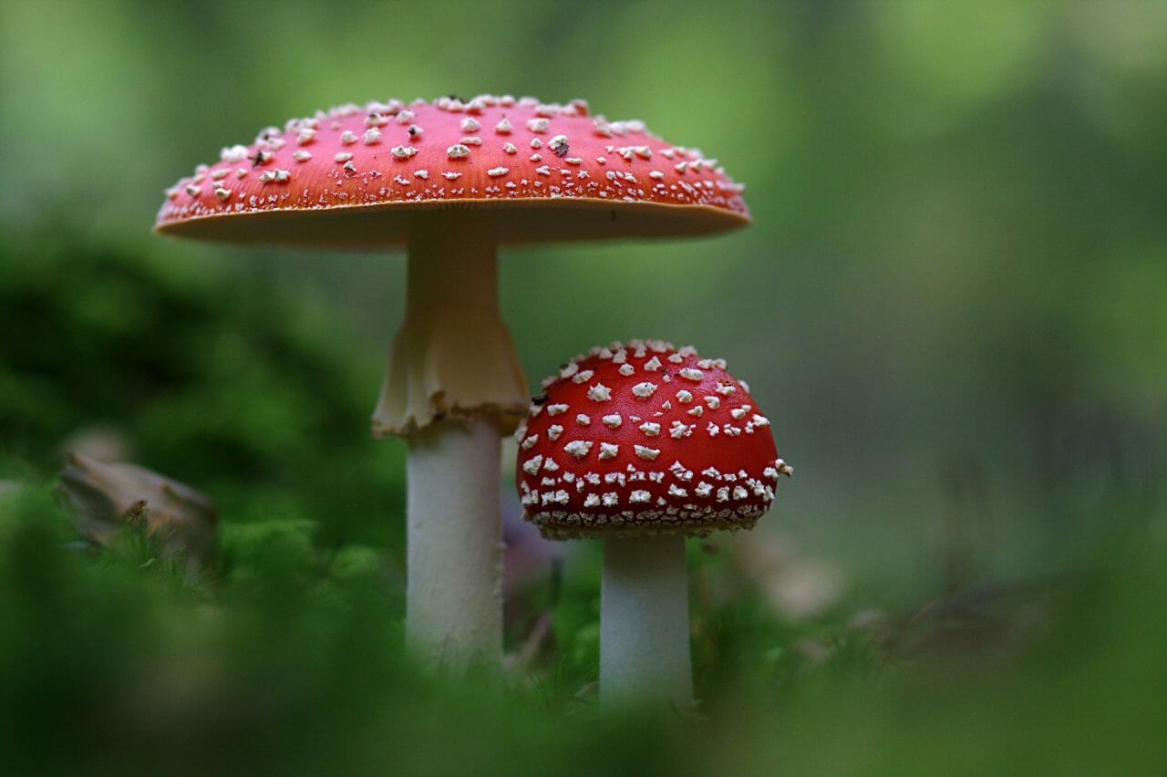 The Emergence of Magic Mushrooms in Canada: Noteworthy Varieties to Explore