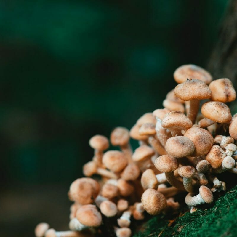 Mushroom Dispensary - Zoomies | Strongest Cubensis Strain Canada
