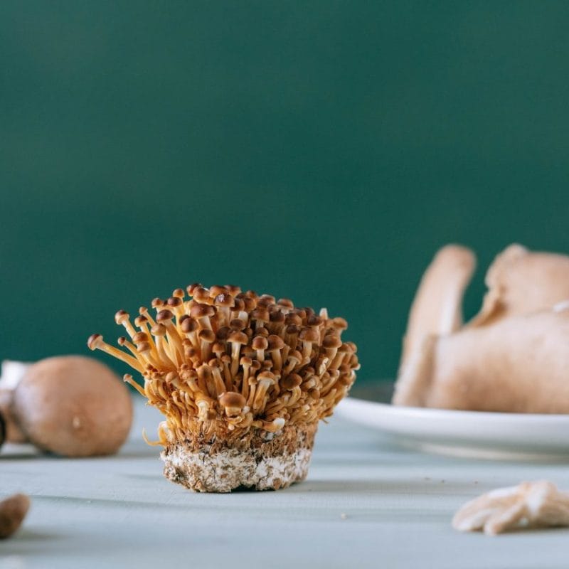 Buy Magic Mushroom | Strongest Cubensis Strain Canada