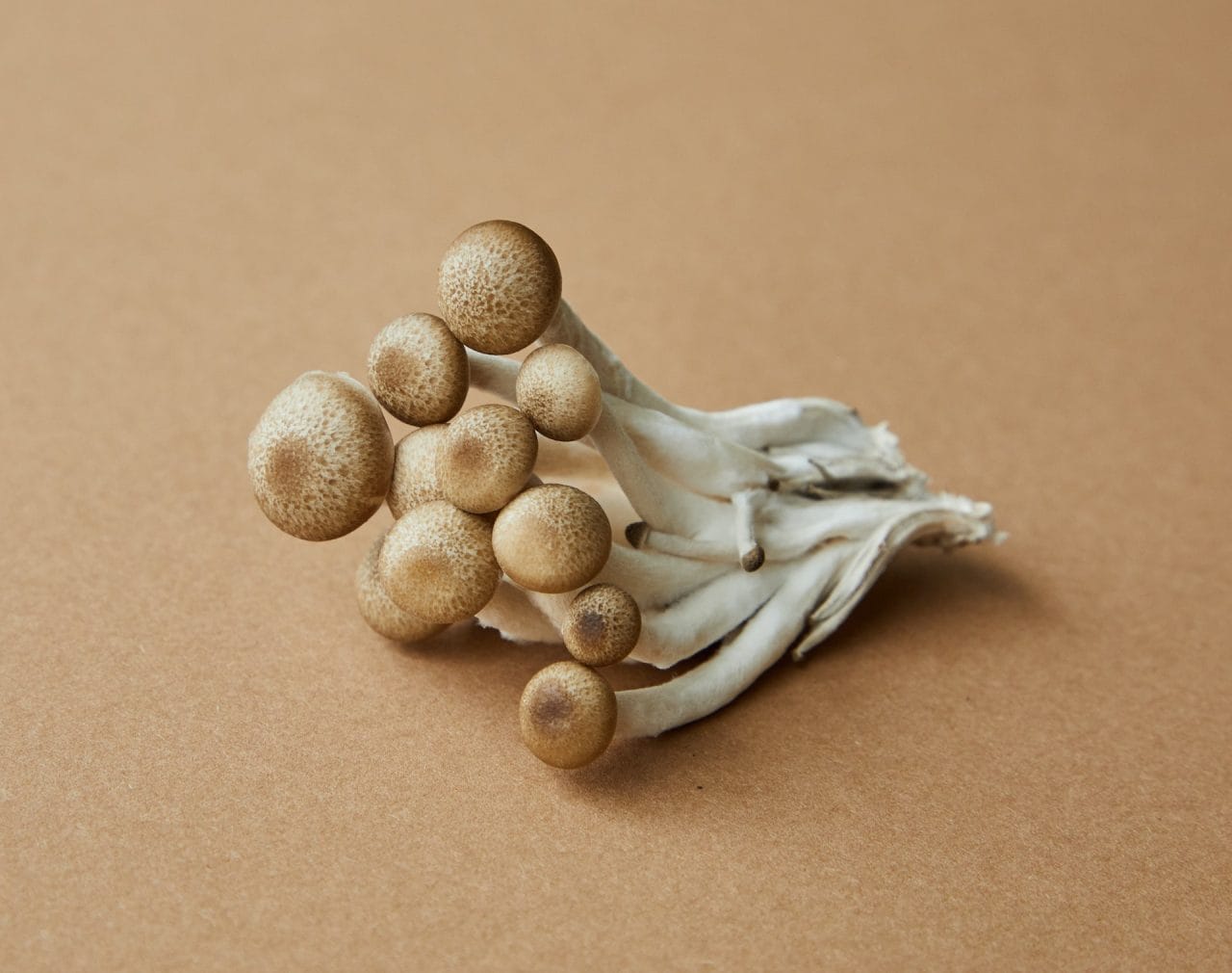 Examining Penis Envy: A Detailed Analysis of the Most Potent Mushroom Strain
