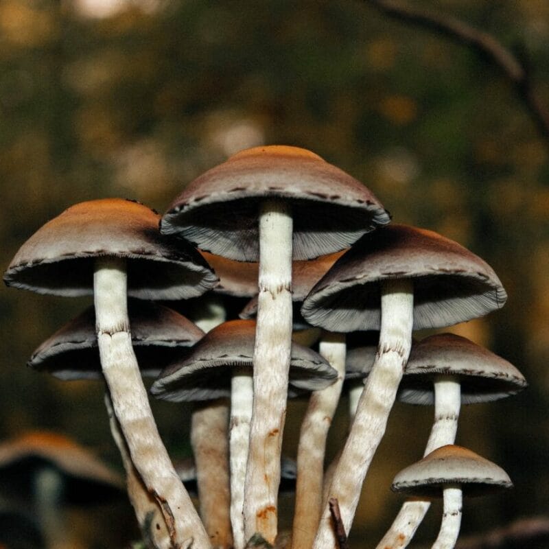 Microdose Mushrooms | Strongest Cubensis Strain Canada