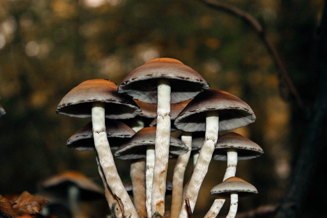 A Collection of Cases on the Use of Microdose Mushrooms for Long-term Pain Alleviation