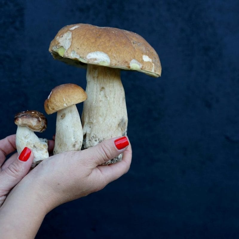 Shrooms Online | Strongest Cubensis Strain Canada