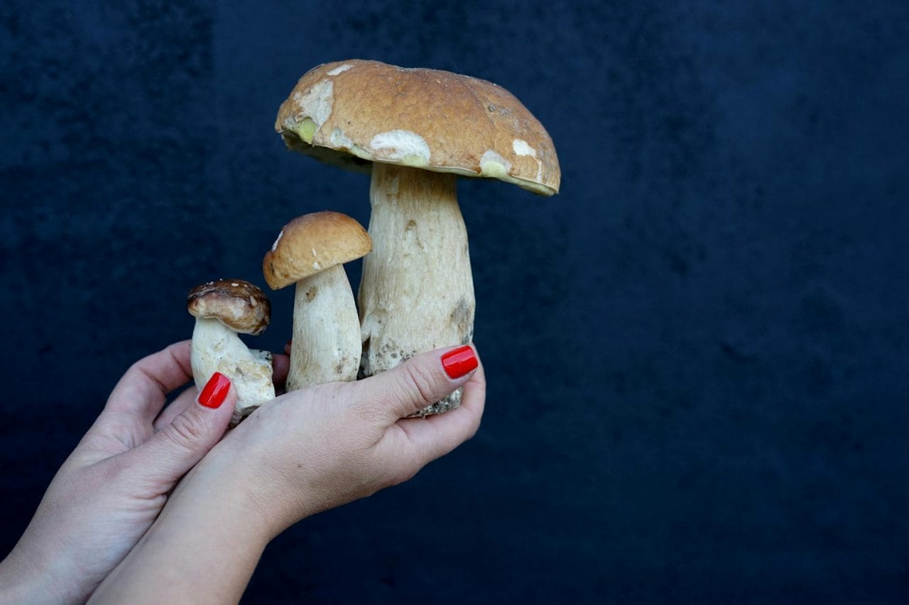 Five Mushroom Varieties You Must Try Nearby