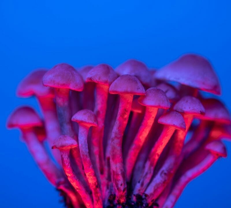 Shrooms Delivery in Canada | Strongest Cubensis Strain Canada