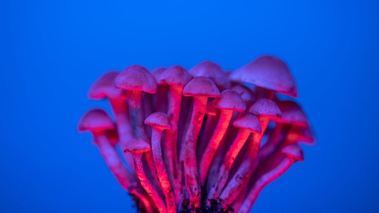 Exploring the Benefits of Nootropics: Mushroom Delivery for Cognitive Improvement