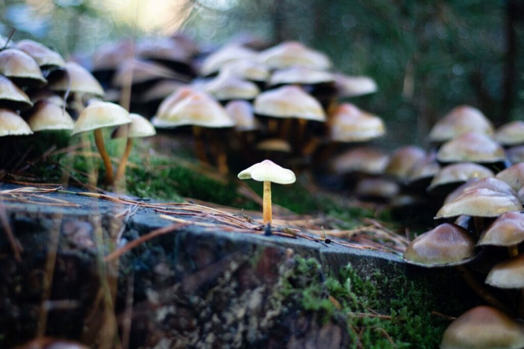 Shroom Delivery at Strongest Cubensis Strain Canada