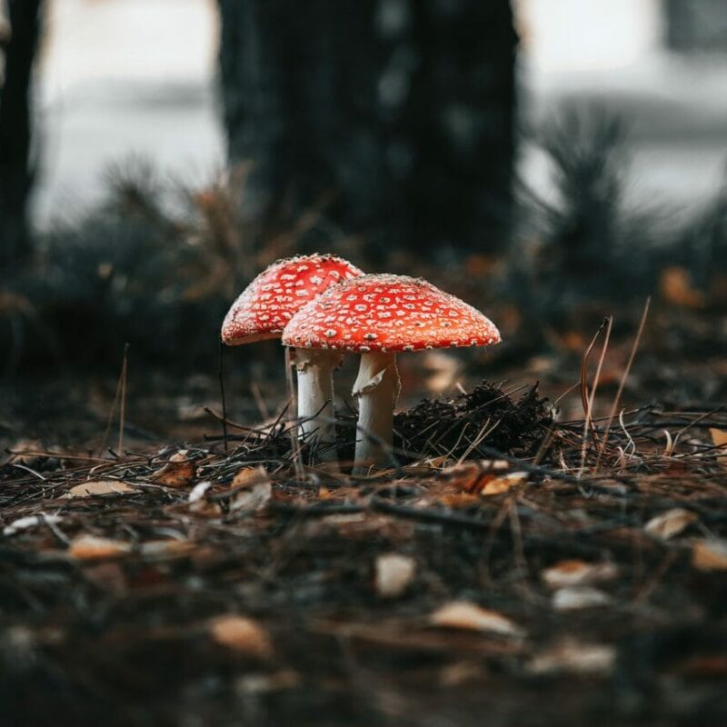 Shroom online delivery at Zoomies Canada | Strongest Cubensis Strain Canada
