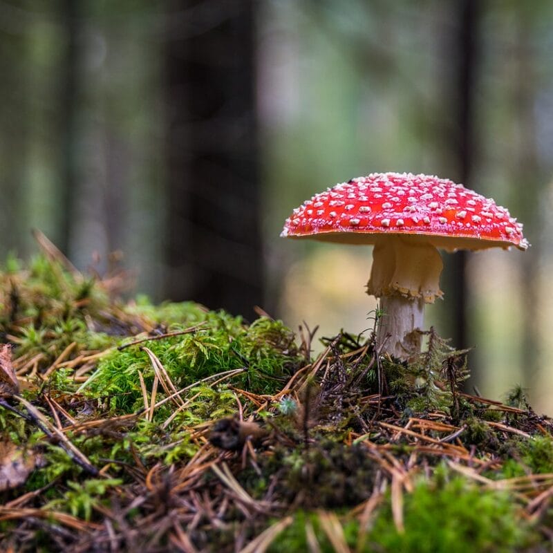 Shrooms Online in Canada | Strongest Cubensis Strain Canada