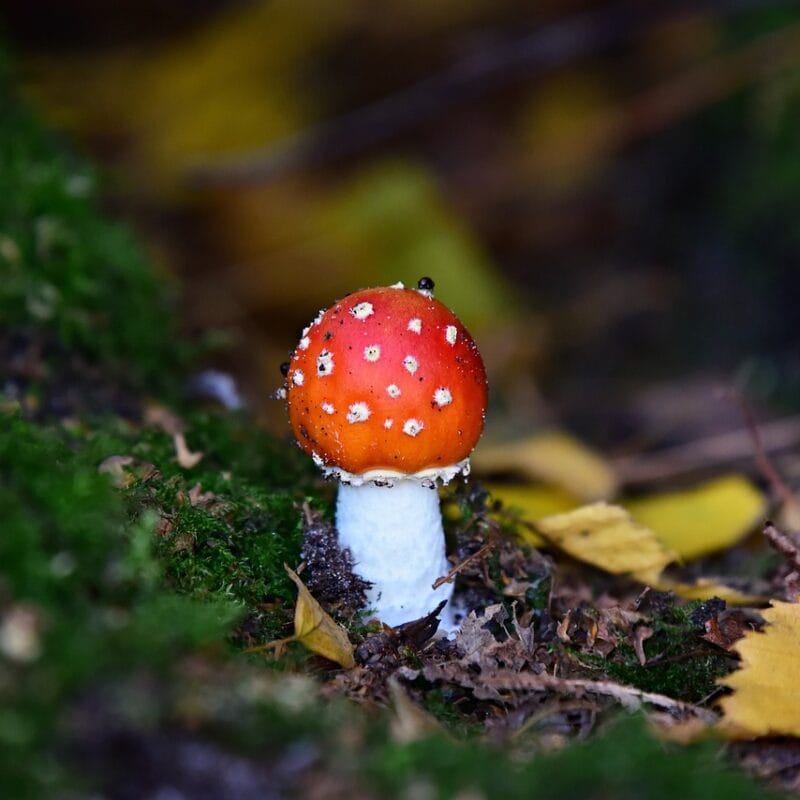 buy LSD online in Canada | Strongest Cubensis Strain Canada