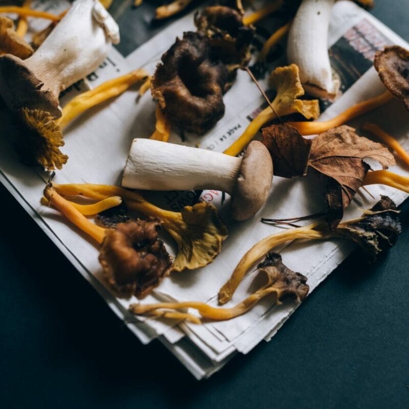 Mushroom chocolate at Zoomies Canada | Strongest Cubensis Strain Canada