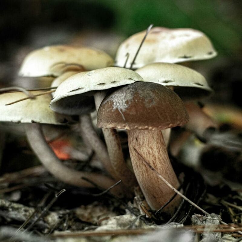 psilocybin mushroom | Strongest Cubensis Strain Canada