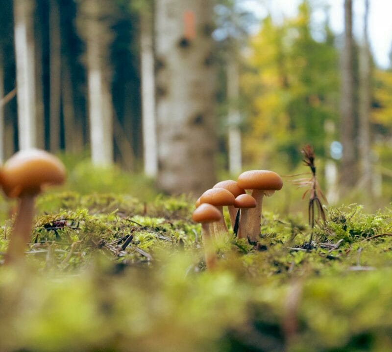Magic Mushroom Dispensary | Strongest Cubensis Strain Canada