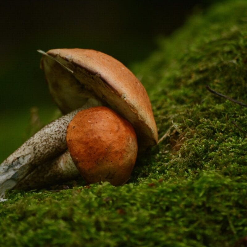 Mushroom Dispensary Vancouver | Strongest Cubensis Strain Canada