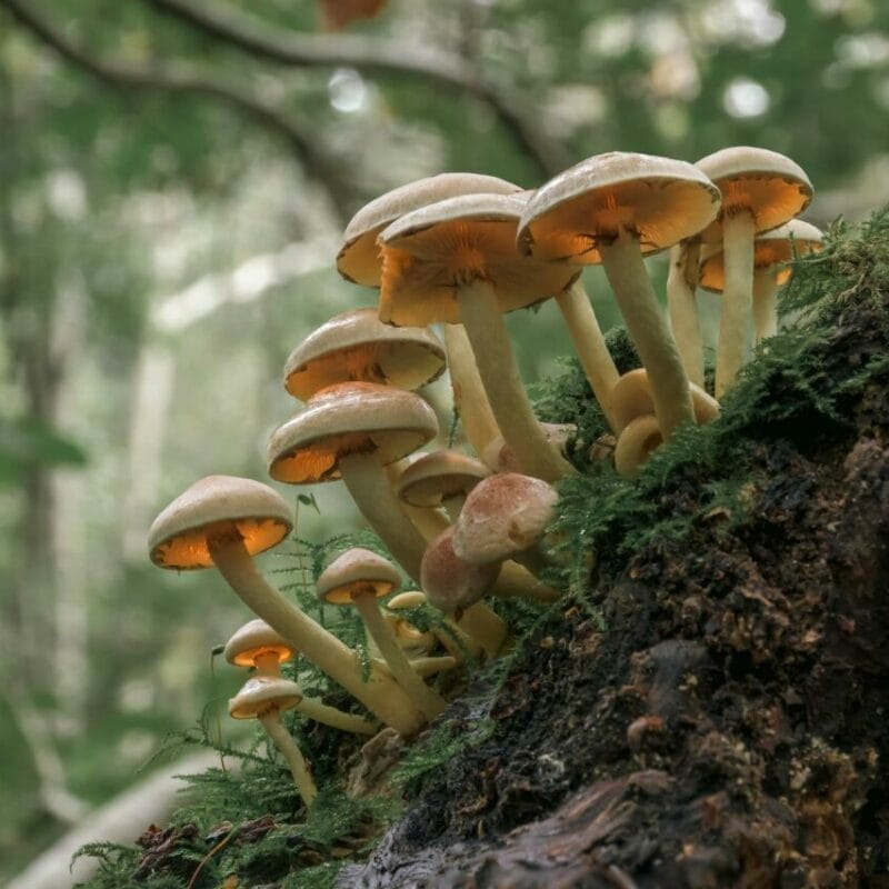 Shrooms online | Strongest Cubensis Strain Canada
