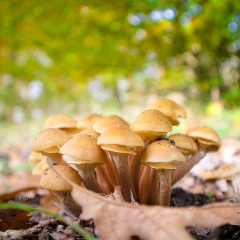 Shrooms Canada | Strongest Cubensis Strain Canada