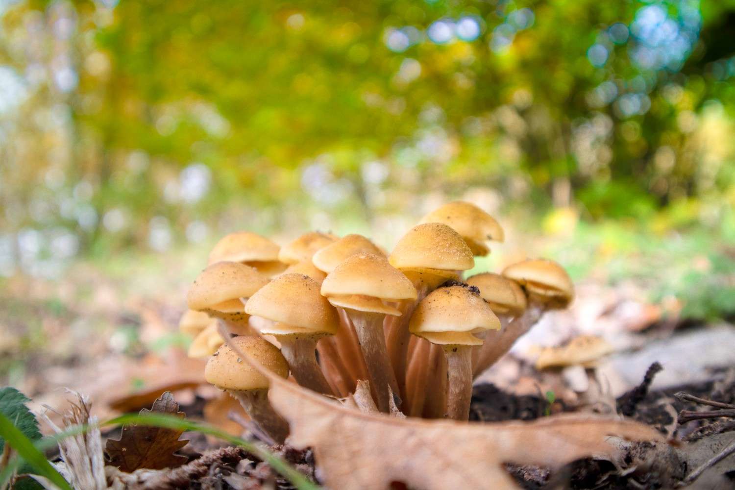 Psilocybin Mushrooms Gaining Traction Globally Beyond Canada – The Emergence of Microdosing as a Worldwide Trend