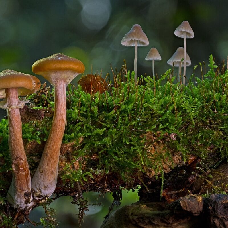 magic mushroom in Canada | Strongest Cubensis Strain Canada