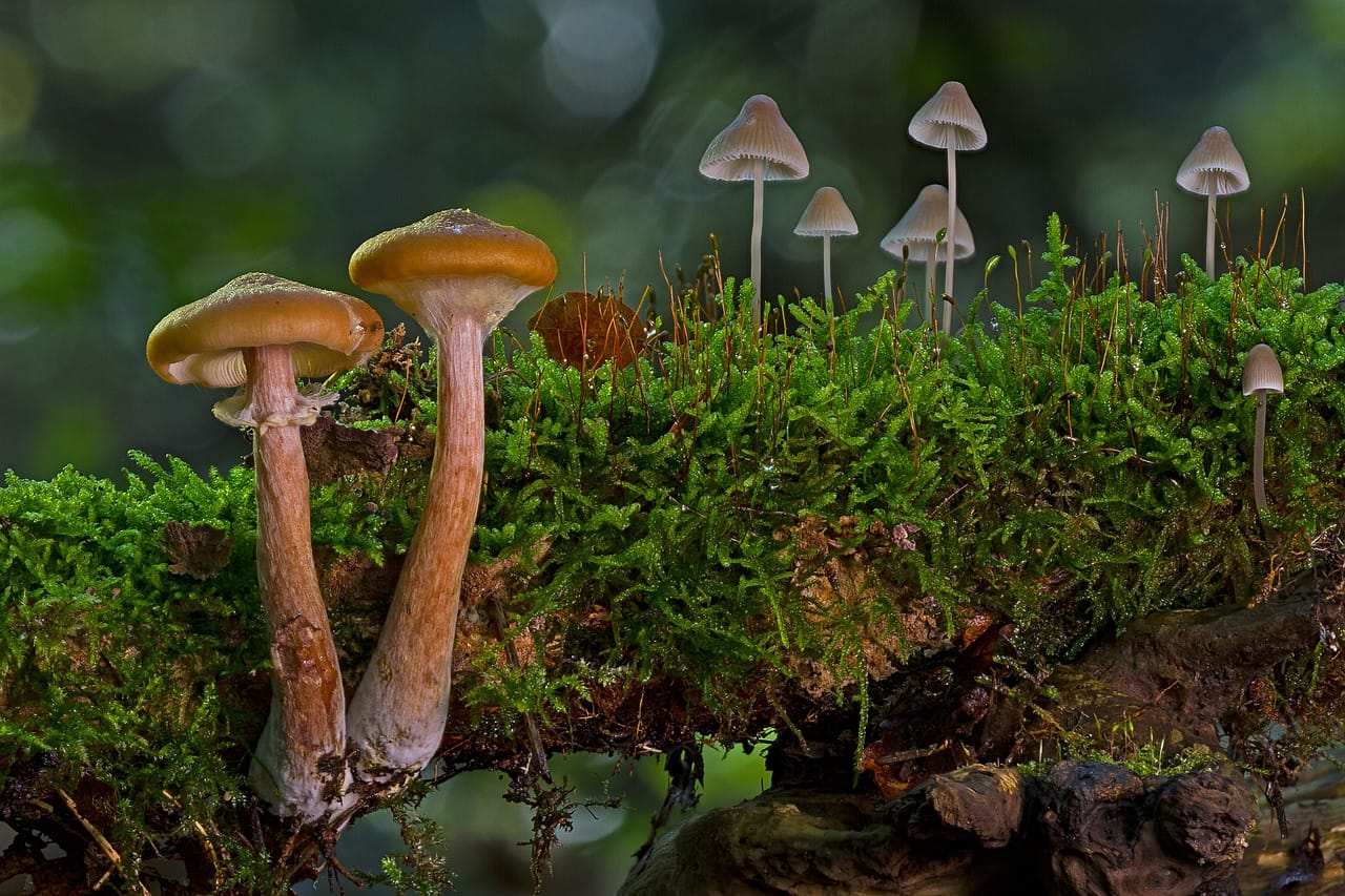 The Majority (80%) of Canadians Advocate for the Use of Psychedelic Mushrooms in Alleviating Existential Distress