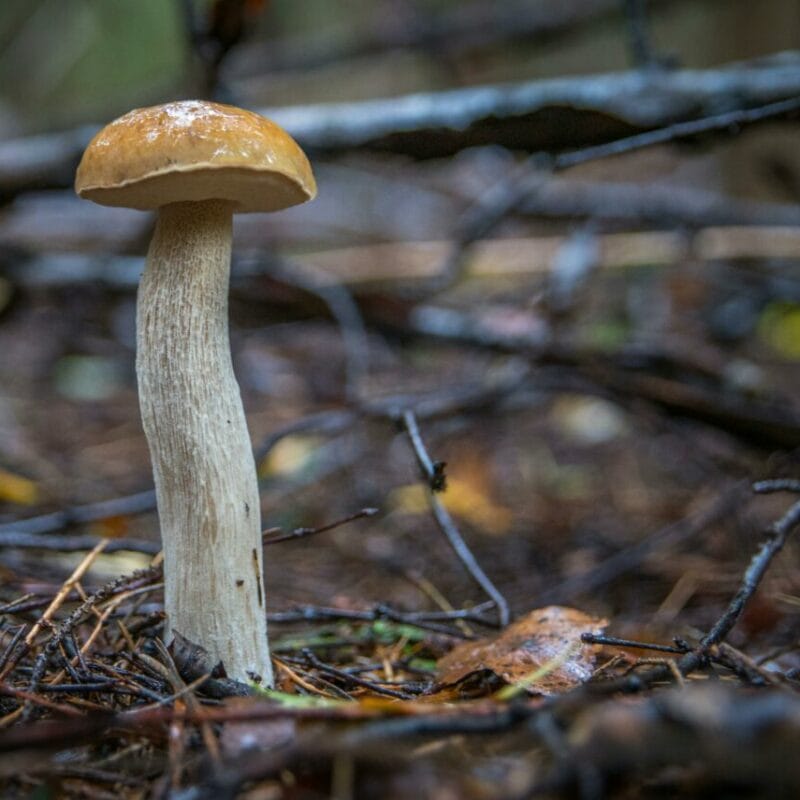 Shrooms online | Strongest Cubensis Strain Canada